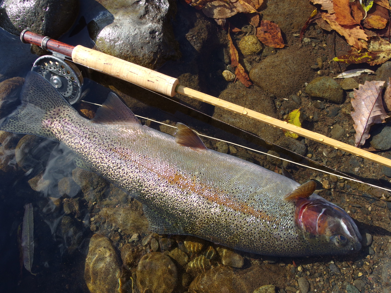 01:24pm Northern Hokkaido, Japan / Water temperature: 8 / Hatch: – / Fly: Prociphilus #14