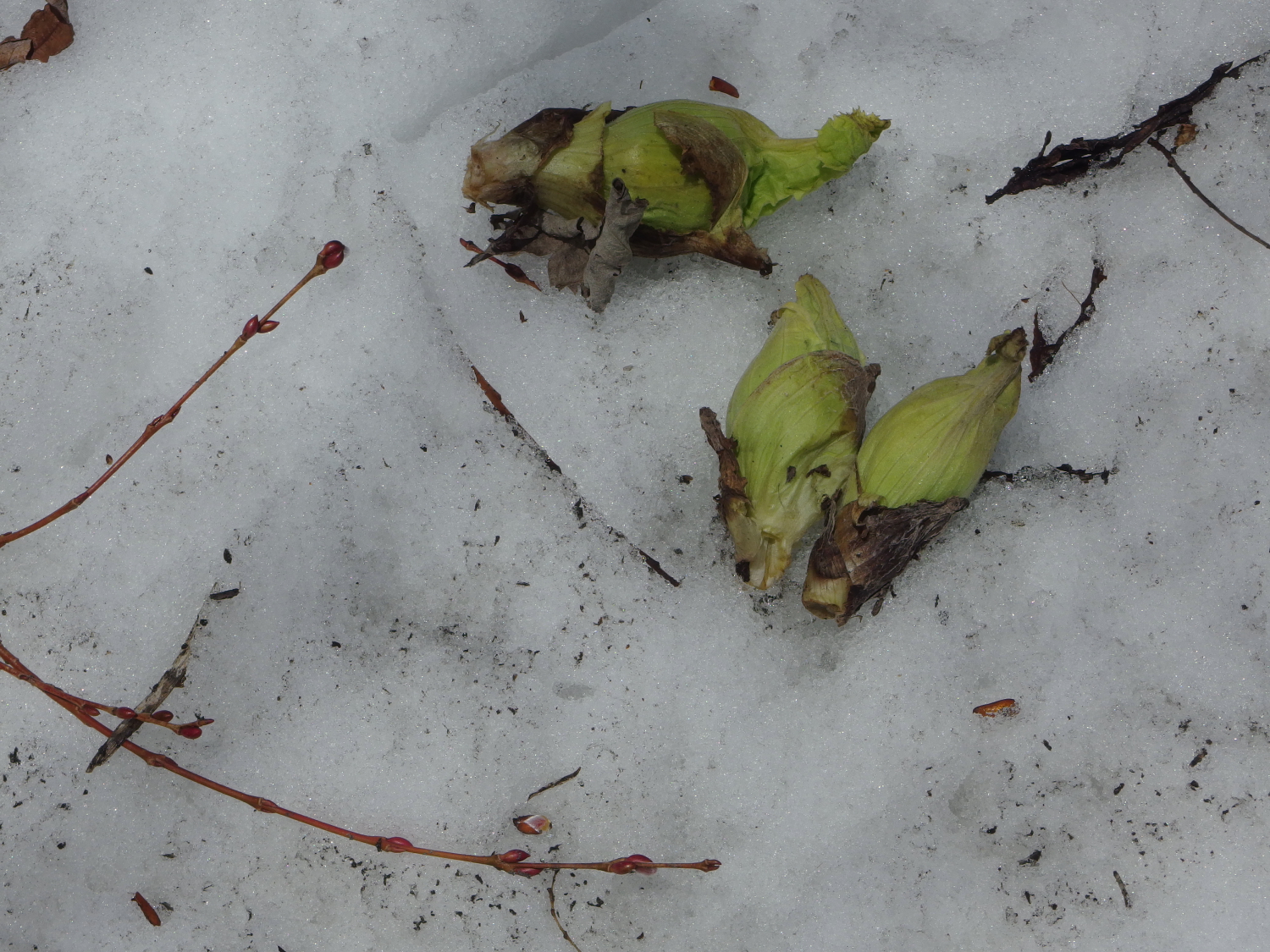 そして、考え事をしながら庭を歩いていると、庭の北側に残っていた雪の下からフキノトウが顔を出していました。