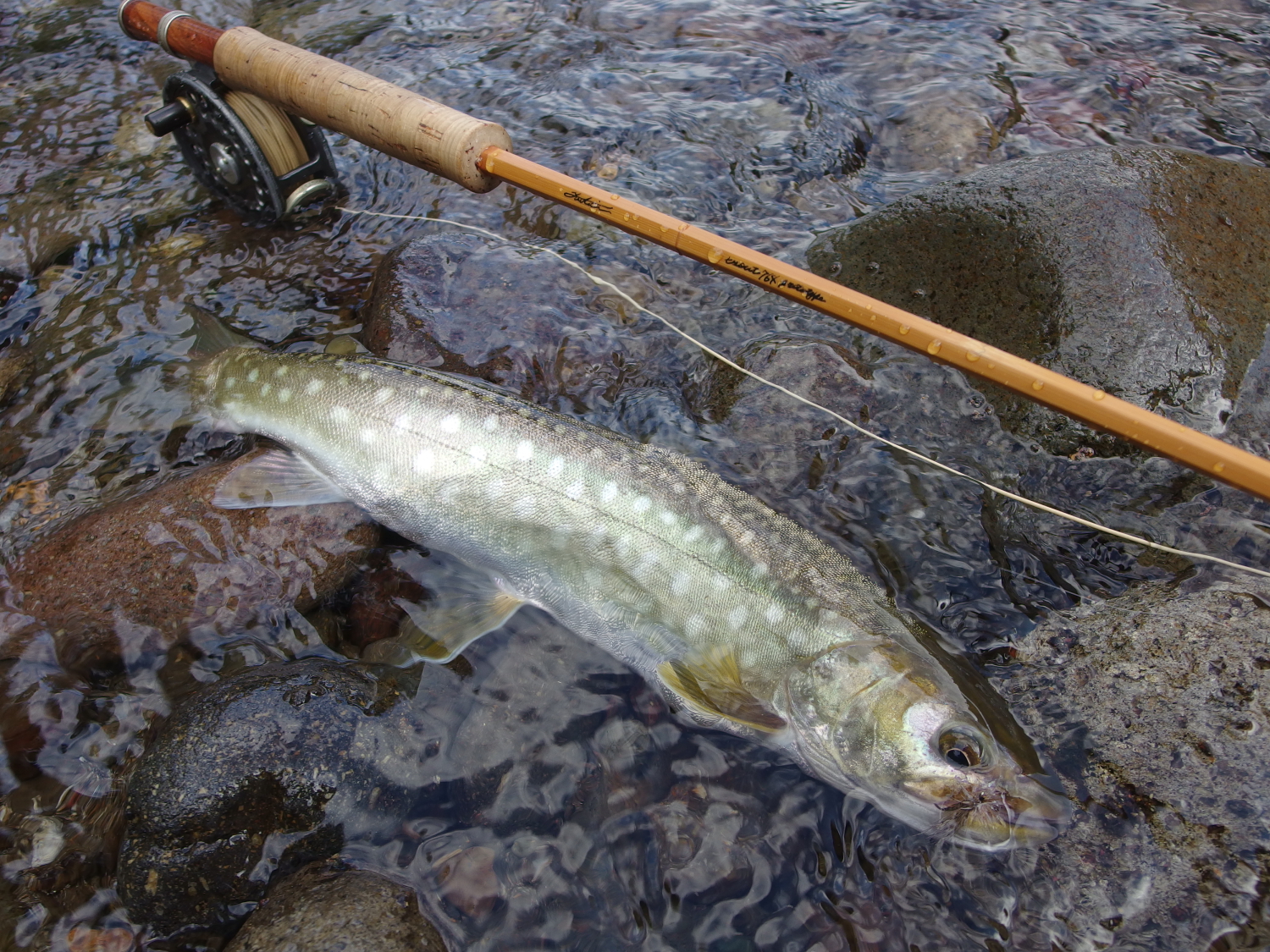 4:36 pm Central Hokkaidocentral, Japan / Water temperature: - / Hatch: caddis/ Fly: caddis #12